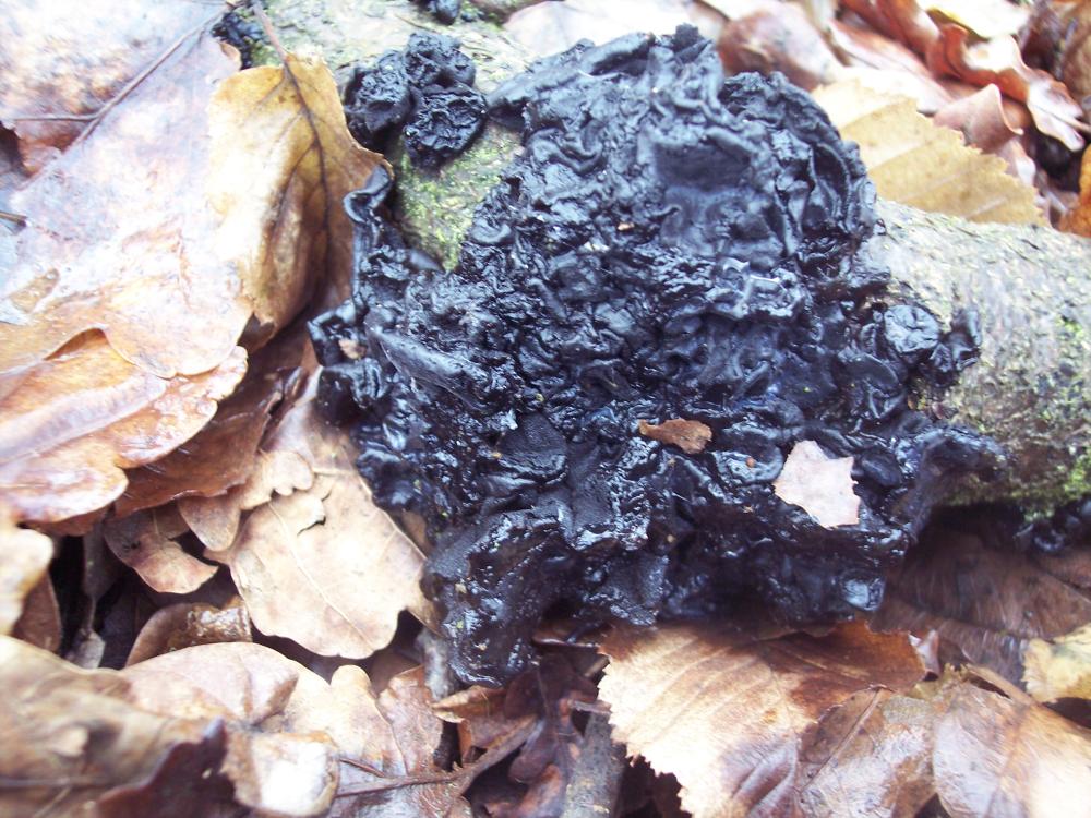 ritrovamenti invernali nel parco ticino